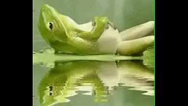 Video de vérification