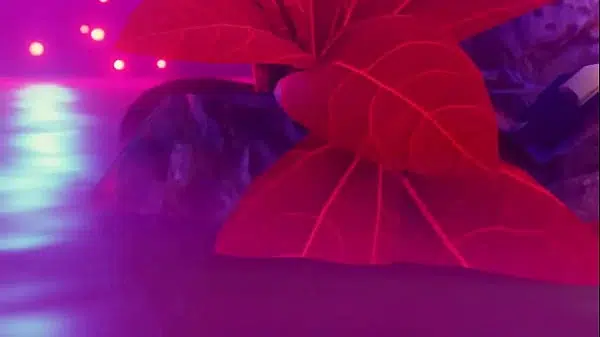 XVIDEOS